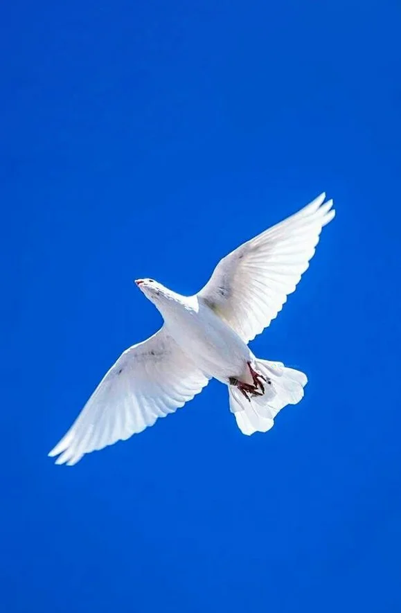 Hình nền chim Bồ Câu cho điện thoại