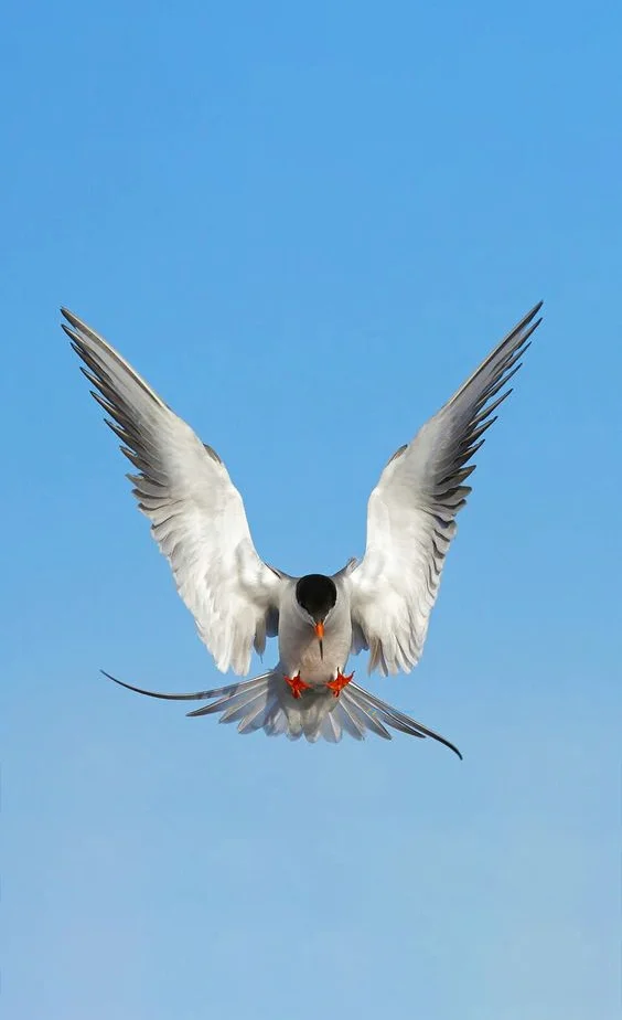 Hình nền chim Bồ Câu cho điện thoại