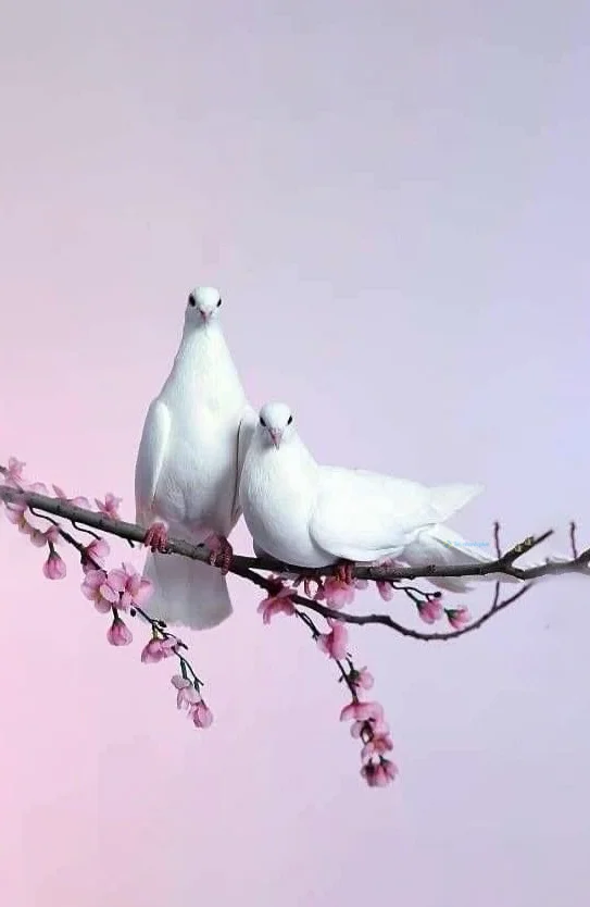 Hình nền chim Bồ Câu cho điện thoại