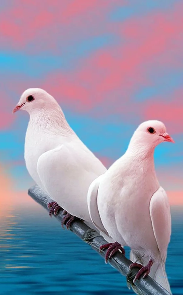 Hình nền chim Bồ Câu cho điện thoại