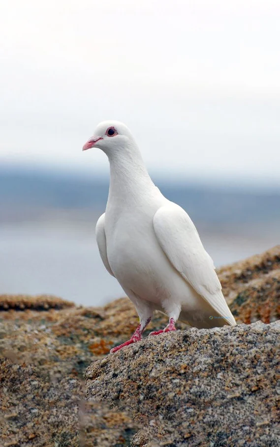 Hình nền chim Bồ Câu cho điện thoại