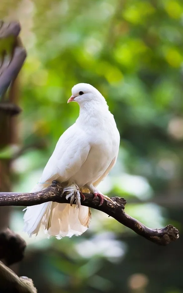 Hình nền chim Bồ Câu cho điện thoại