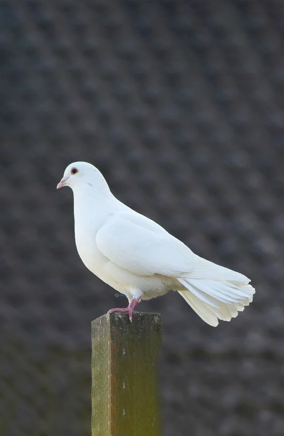 Hình nền chim Bồ Câu cho điện thoại