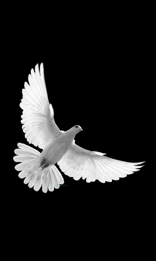 Hình nền chim Bồ Câu cho điện thoại