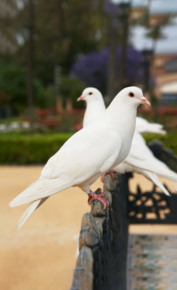 Hình nền chim Bồ Câu cho điện thoại