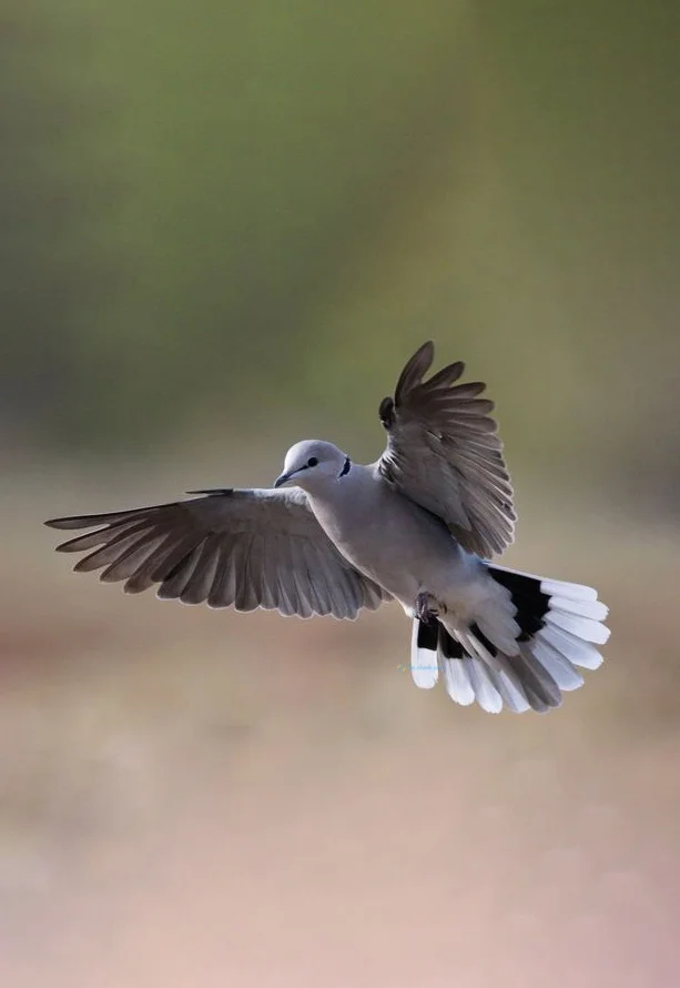 Hình nền chim Bồ Câu cho điện thoại