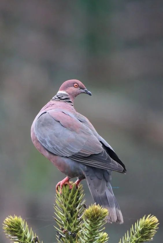 Hình nền chim Bồ Câu cho điện thoại
