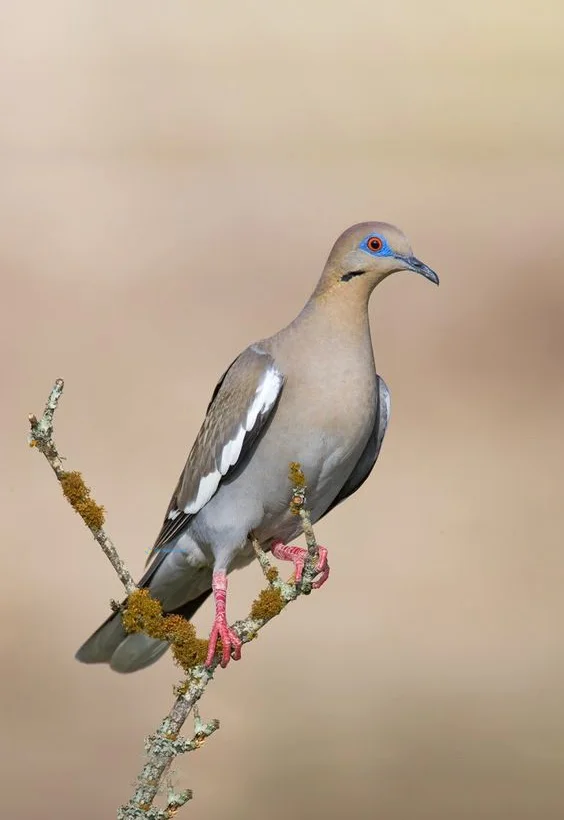 Hình nền chim Bồ Câu cho điện thoại