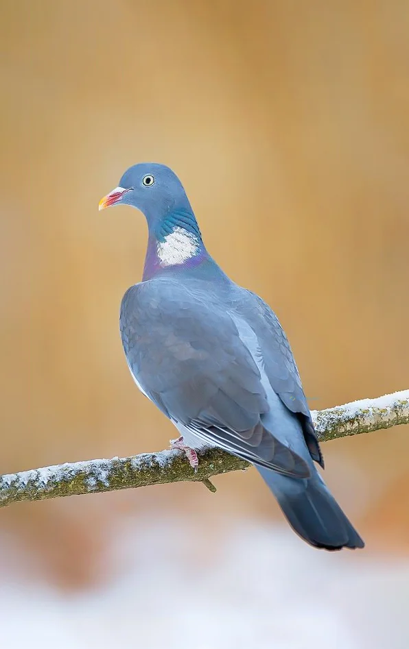 Hình nền chim Bồ Câu cho điện thoại