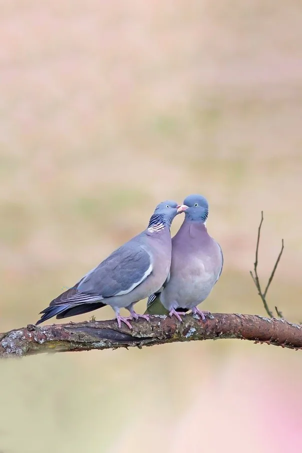 Hình nền chim Bồ Câu cho điện thoại