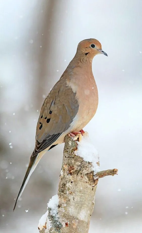 Hình nền chim Bồ Câu cho điện thoại