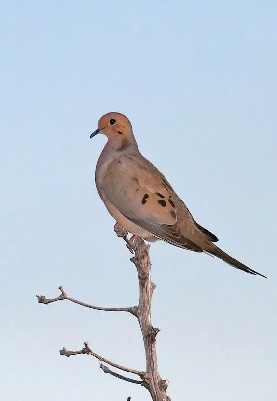 Hình nền chim Bồ Câu cho điện thoại