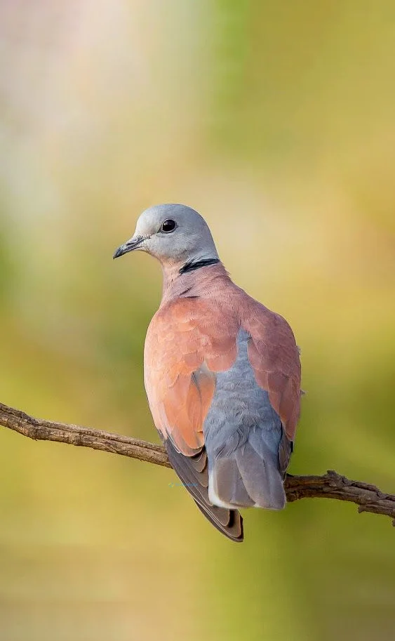 Hình nền chim Bồ Câu cho điện thoại