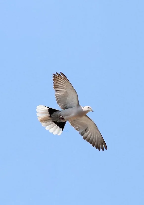 Hình nền chim Bồ Câu cho điện thoại