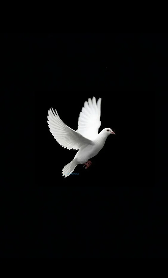 Hình nền chim Bồ Câu cho điện thoại