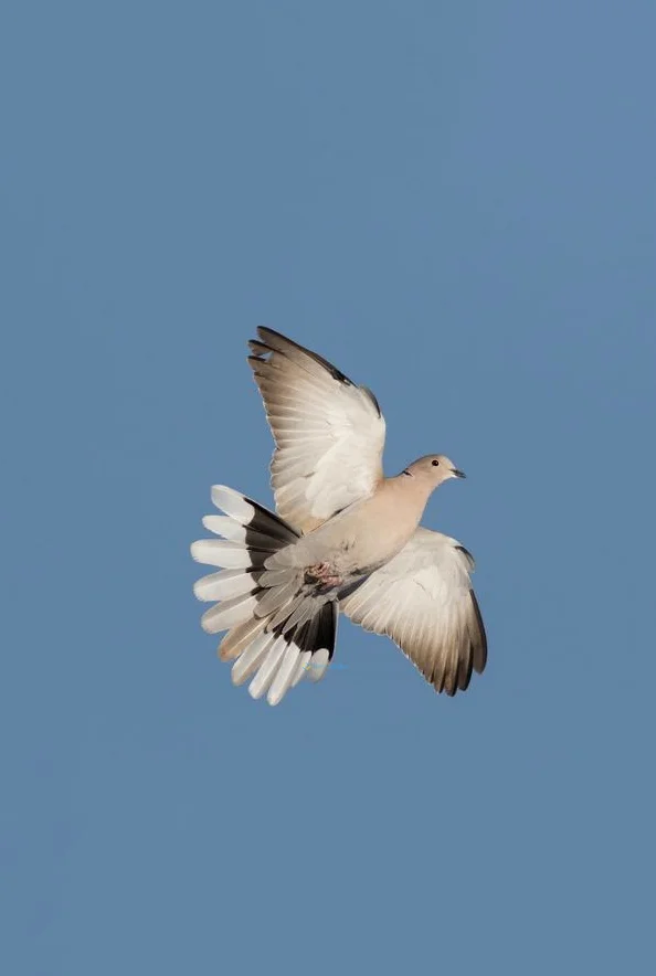 Hình nền chim Bồ Câu cho điện thoại