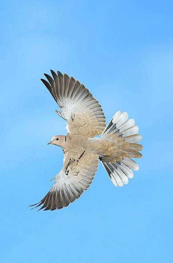 Hình nền chim Bồ Câu cho điện thoại