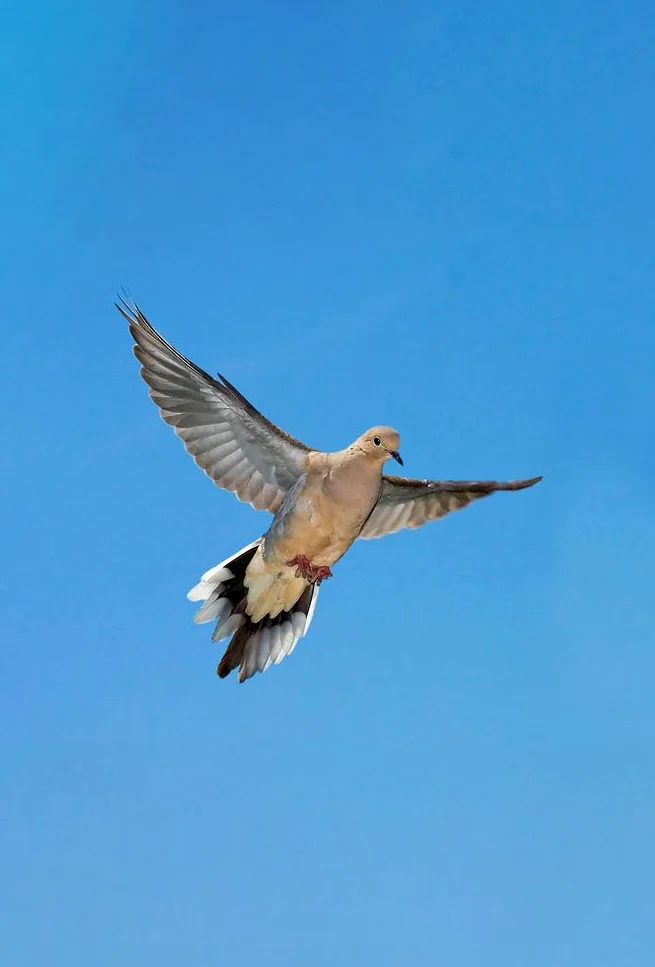 Hình nền chim Bồ Câu cho điện thoại