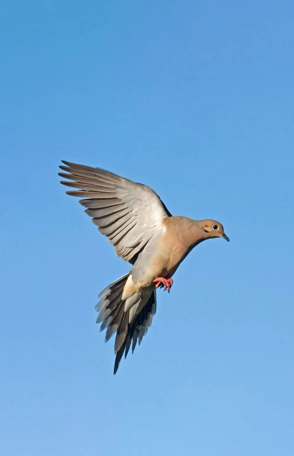 Hình nền chim Bồ Câu cho điện thoại