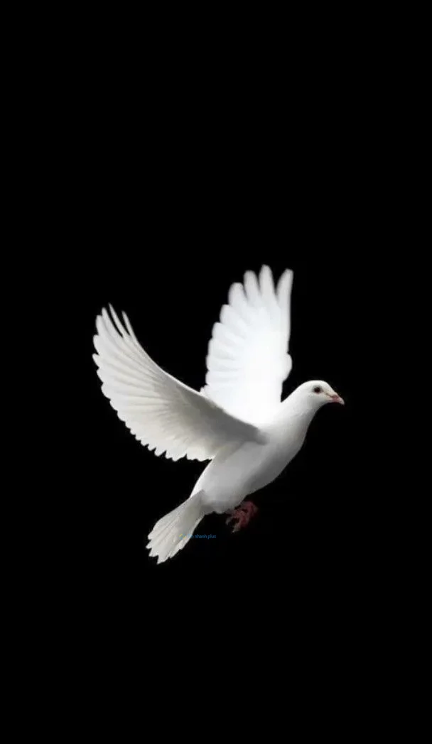 Hình nền chim Bồ Câu cho điện thoại