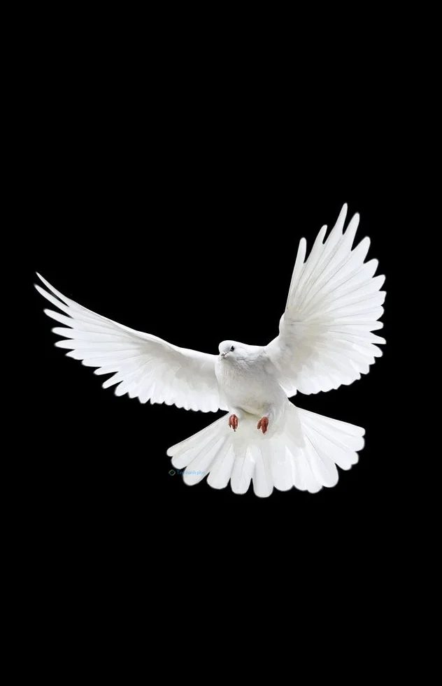 Hình nền chim Bồ Câu cho điện thoại