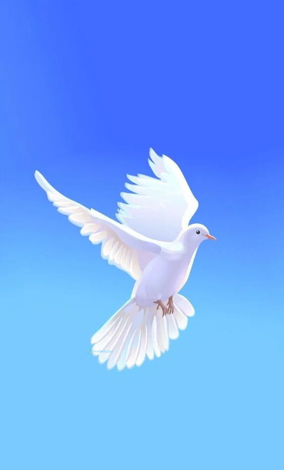 Hình nền chim Bồ Câu cho điện thoại