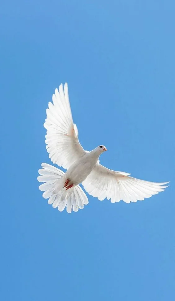 Hình nền chim Bồ Câu cho điện thoại