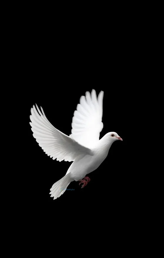 Hình nền chim Bồ Câu cho điện thoại