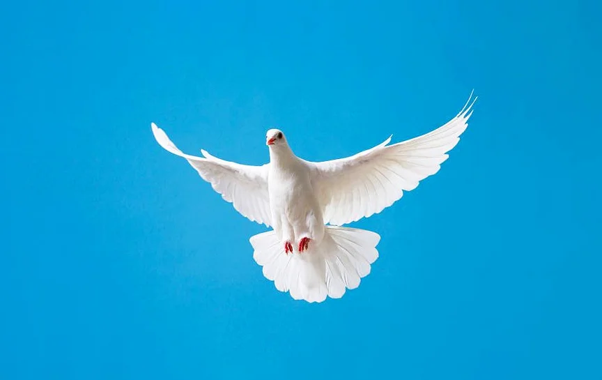 292+ Hình nền chim Bồ Câu cho điện thoại