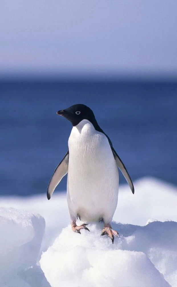 Hình nền chim Cánh Cụt