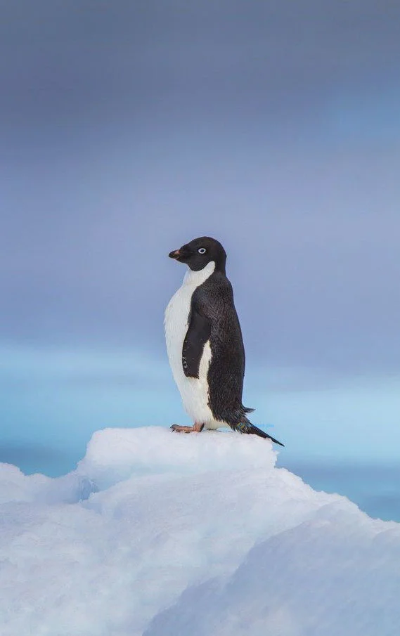 Hình nền chim Cánh Cụt