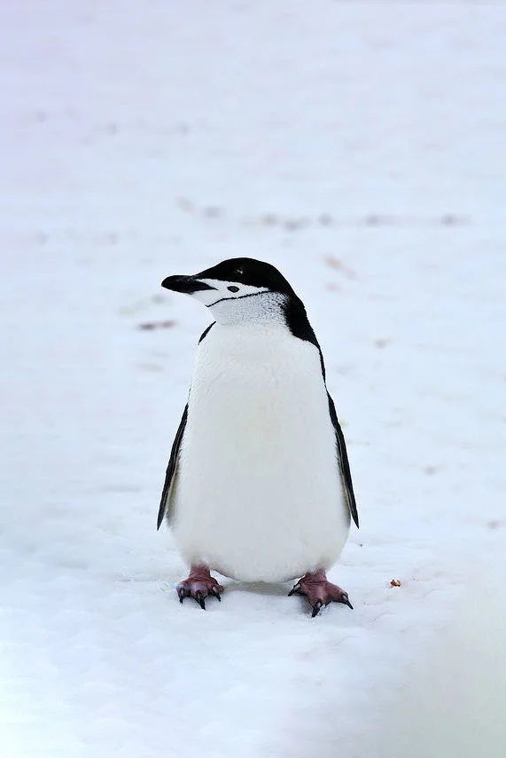 Hình nền chim Cánh Cụt