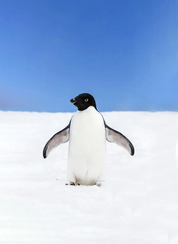 Hình nền chim Cánh Cụt cho điện thoại