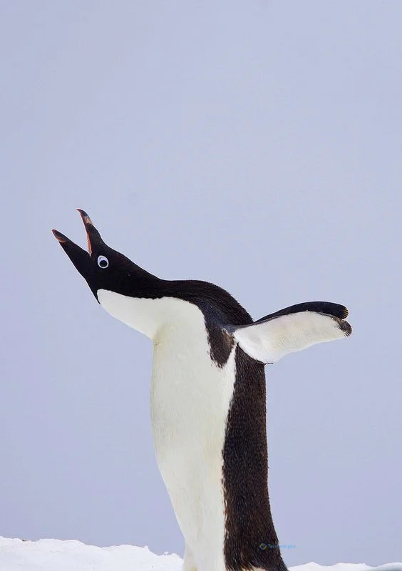 Hình nền chim Cánh Cụt cho điện thoại