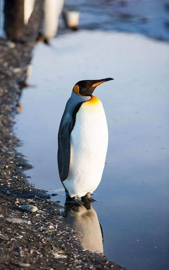 Hình nền chim Cánh Cụt