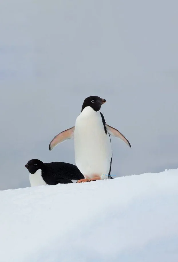 Hình nền chim Cánh Cụt cho điện thoại