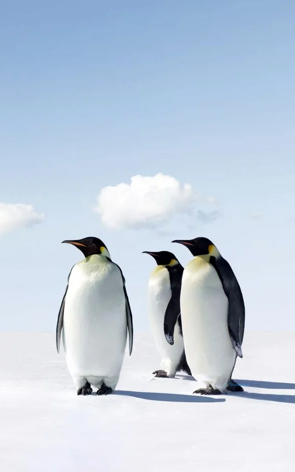 Hình nền chim Cánh Cụt cho điện thoại