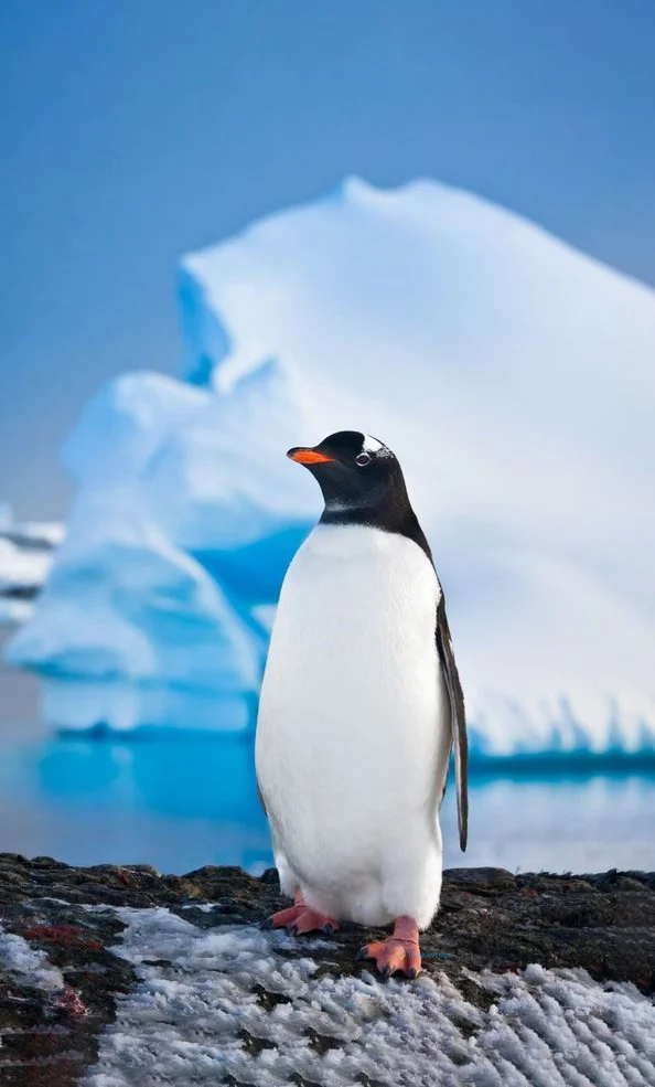Hình nền chim Cánh Cụt cho điện thoại