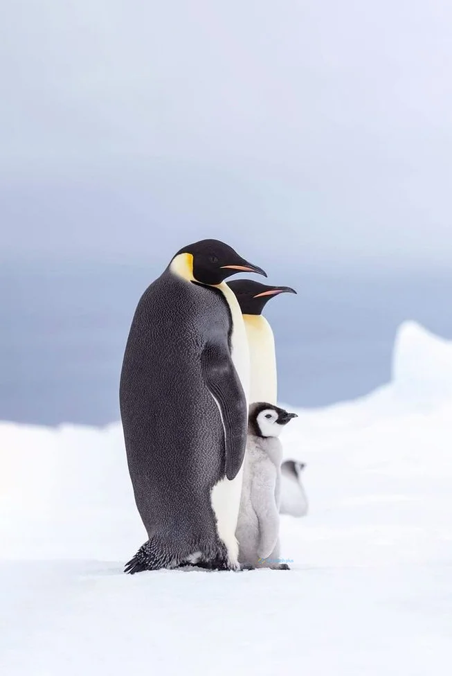 Hình nền chim Cánh Cụt cho điện thoại