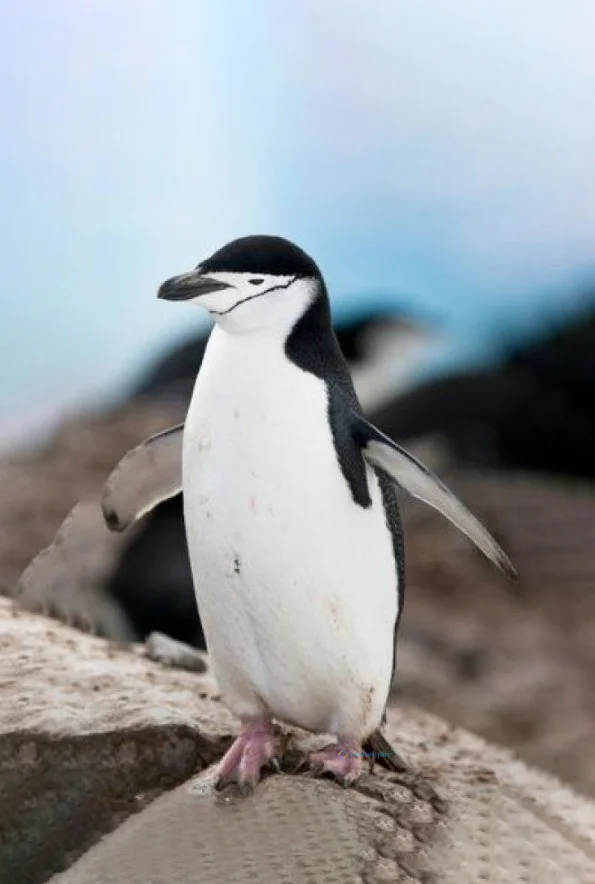 Hình nền chim Cánh Cụt cho điện thoại