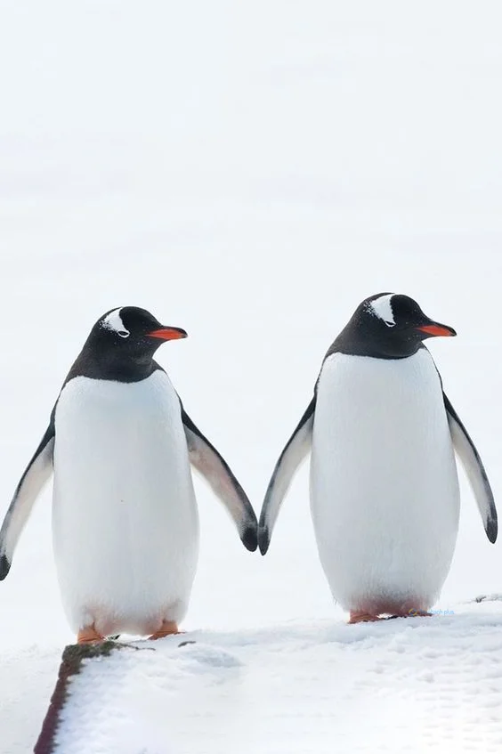 Hình nền chim Cánh Cụt cho điện thoại