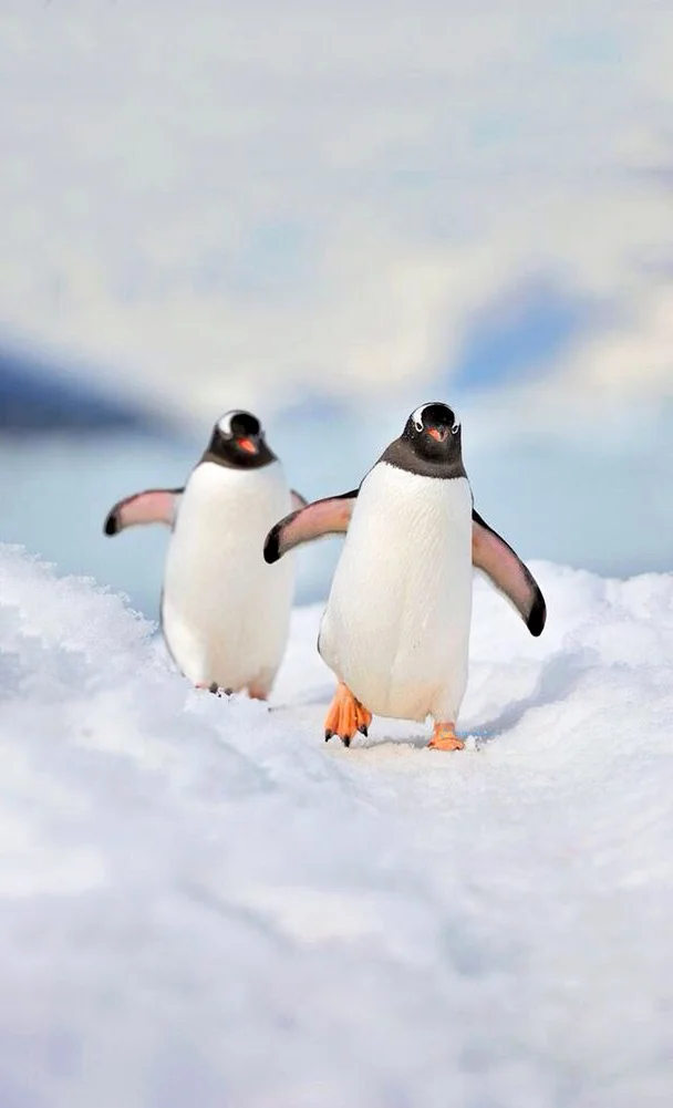 Hình nền chim Cánh Cụt cho điện thoại