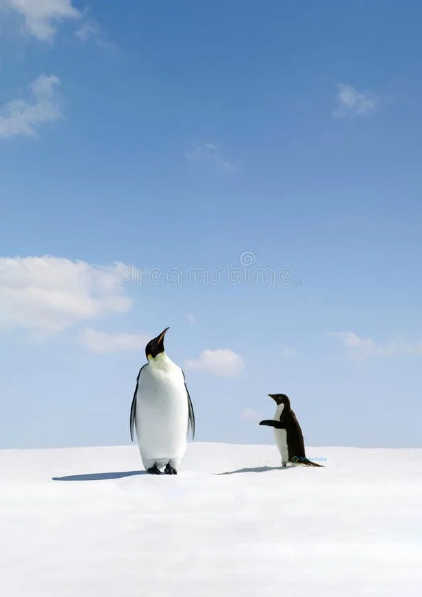 Hình nền chim Cánh Cụt cho điện thoại