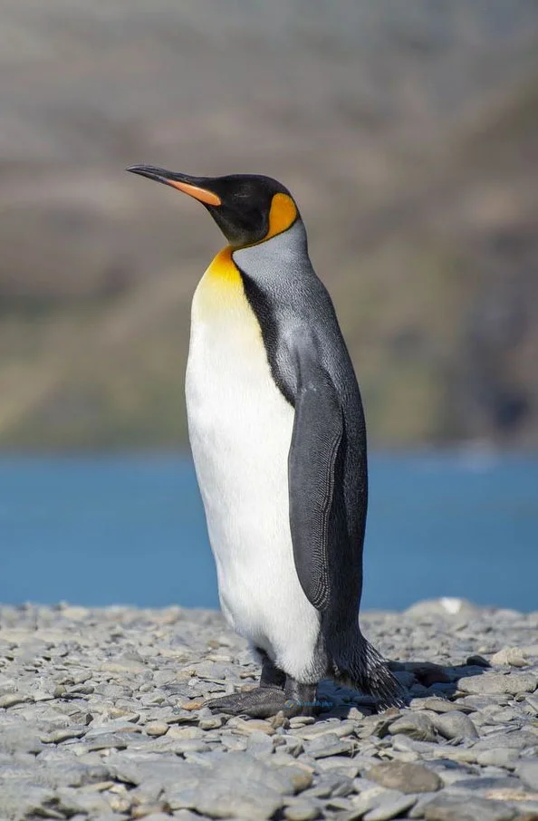 Hình nền chim Cánh Cụt