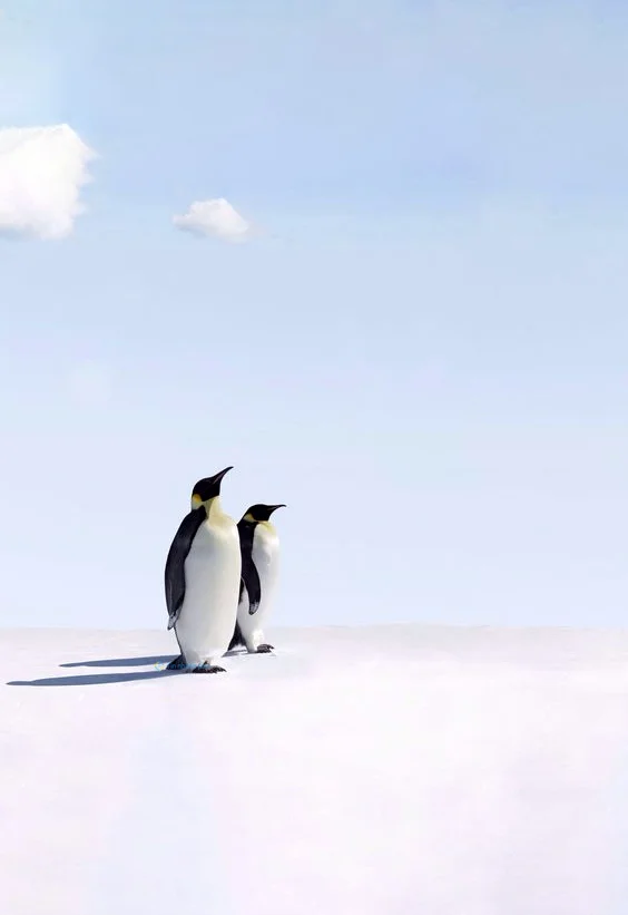 Hình nền chim Cánh Cụt cho điện thoại