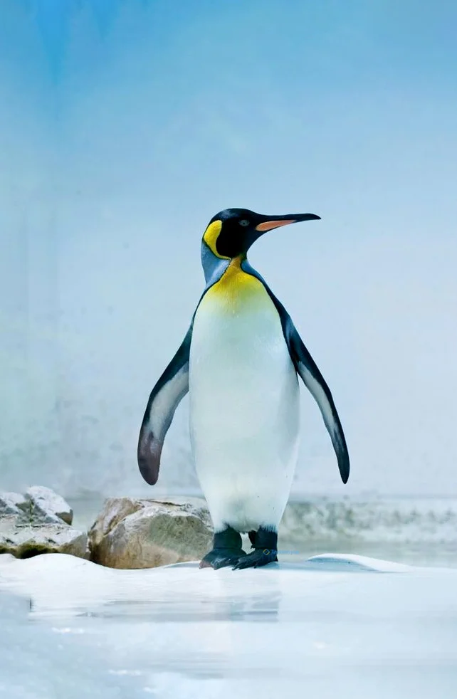 Hình nền chim Cánh Cụt cho điện thoại