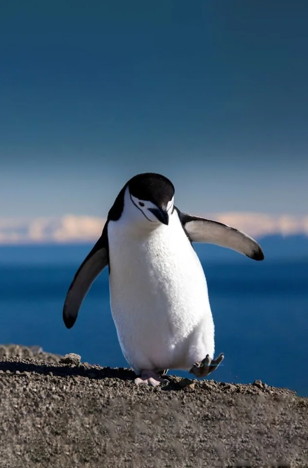 Hình nền chim Cánh Cụt cho điện thoại