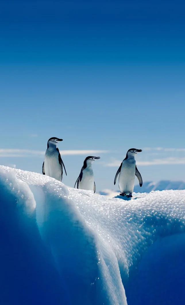 Hình nền chim Cánh Cụt cho điện thoại