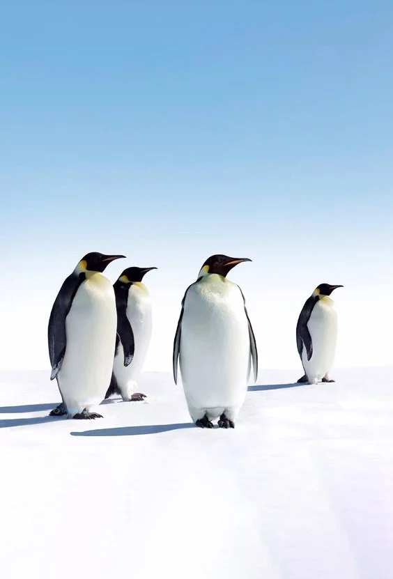 Hình nền chim Cánh Cụt cho điện thoại