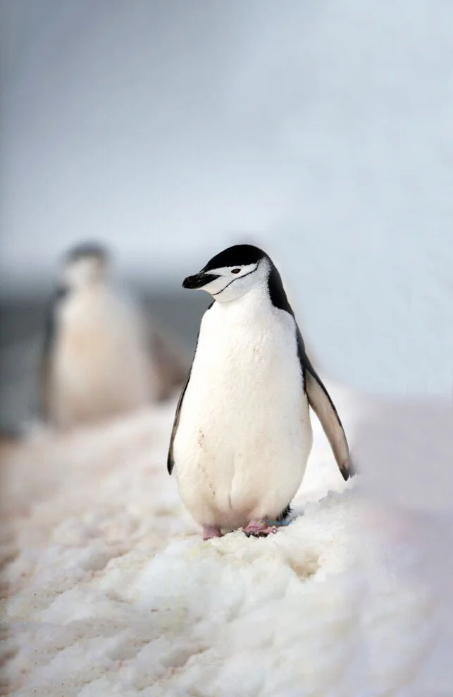 Hình nền chim Cánh Cụt cho điện thoại